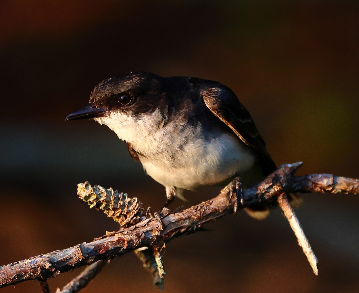 Eastern Kingbird - ML639773170