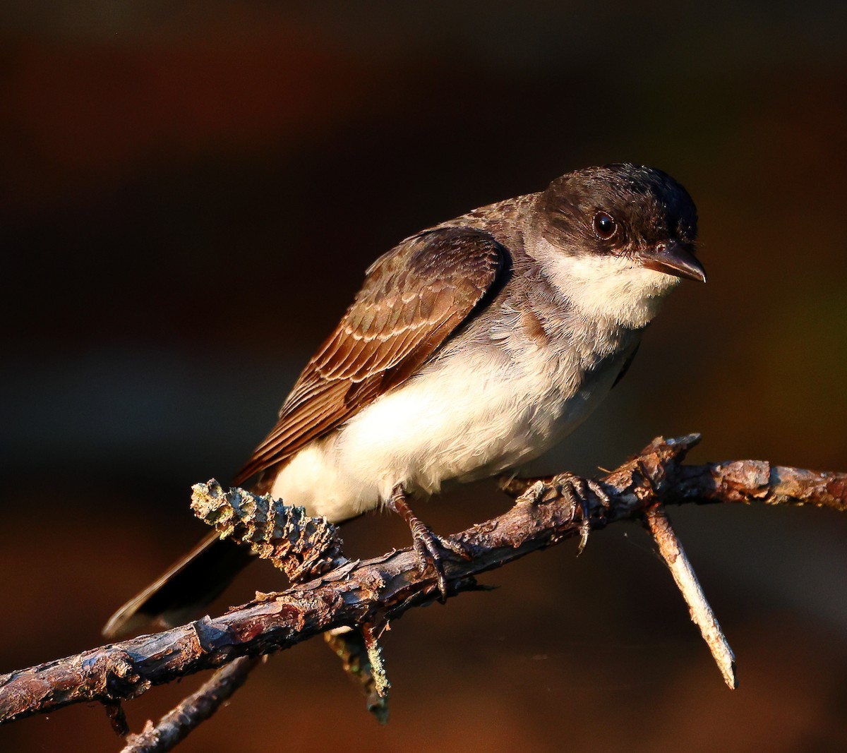 Eastern Kingbird - ML639773171