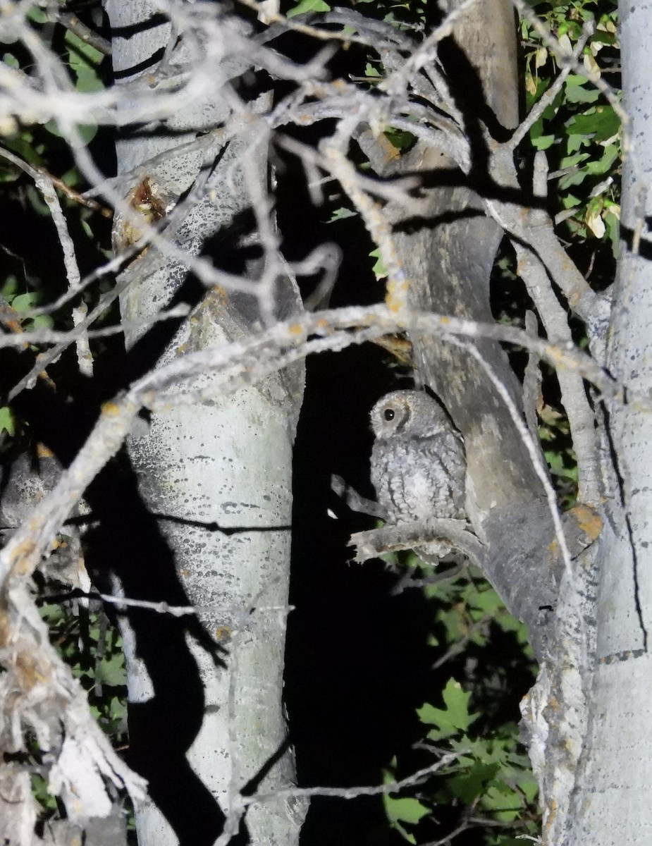 Flammulated Owl - ML639773179