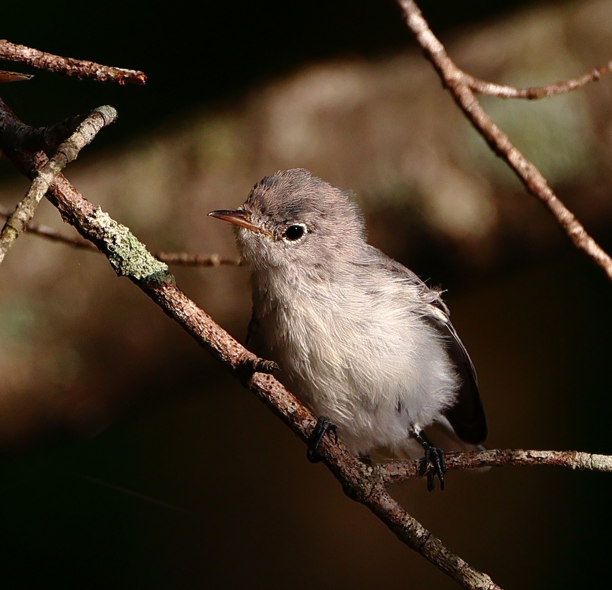 Blue-gray Gnatcatcher - ML639773194