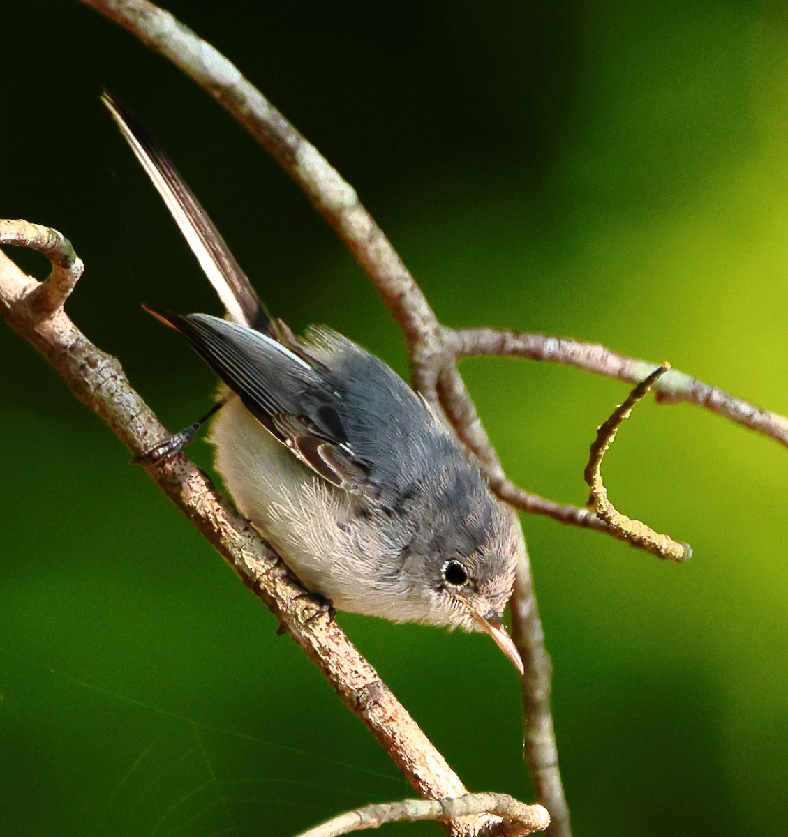 Blue-gray Gnatcatcher - ML639773195