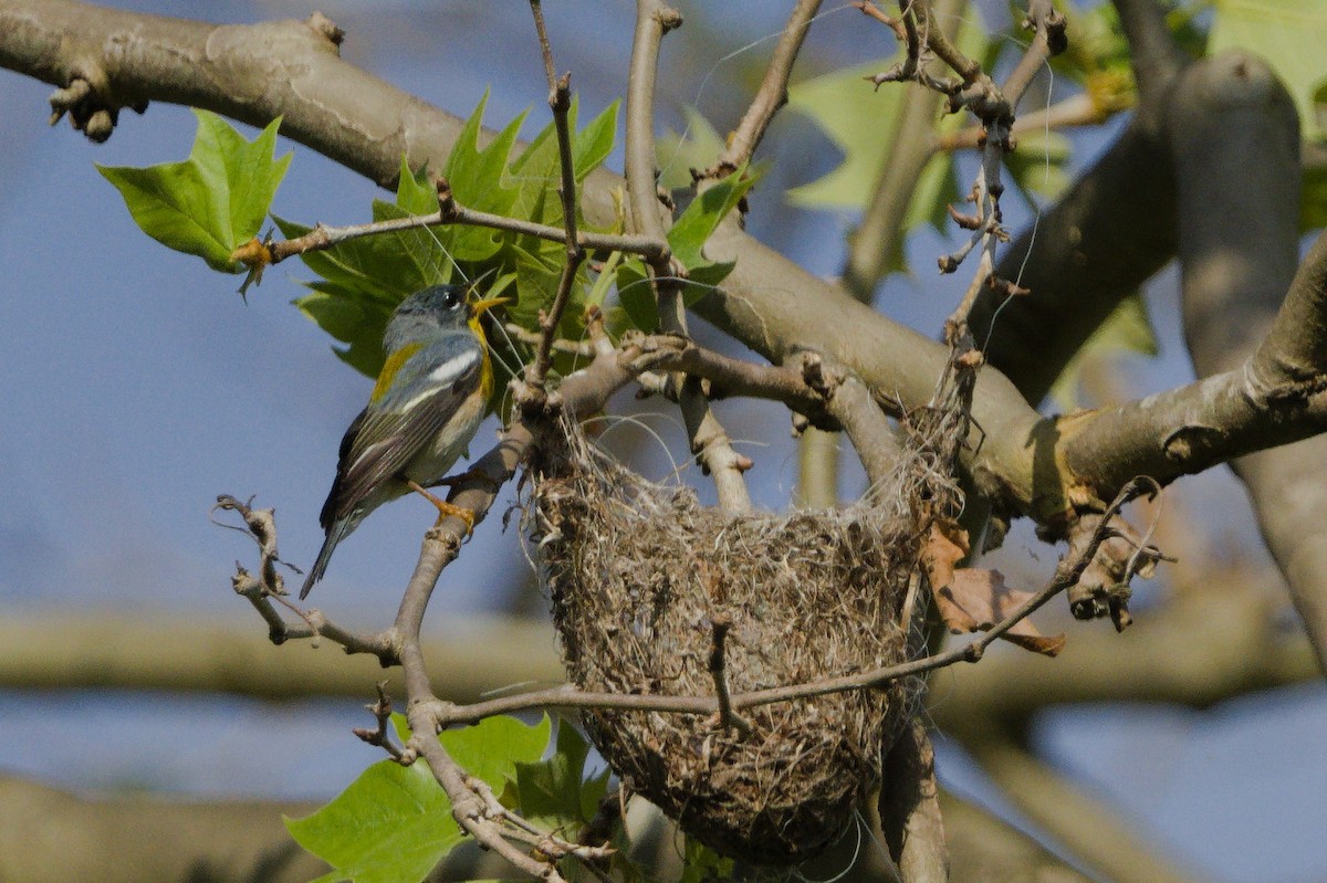 Northern Parula - ML639773333