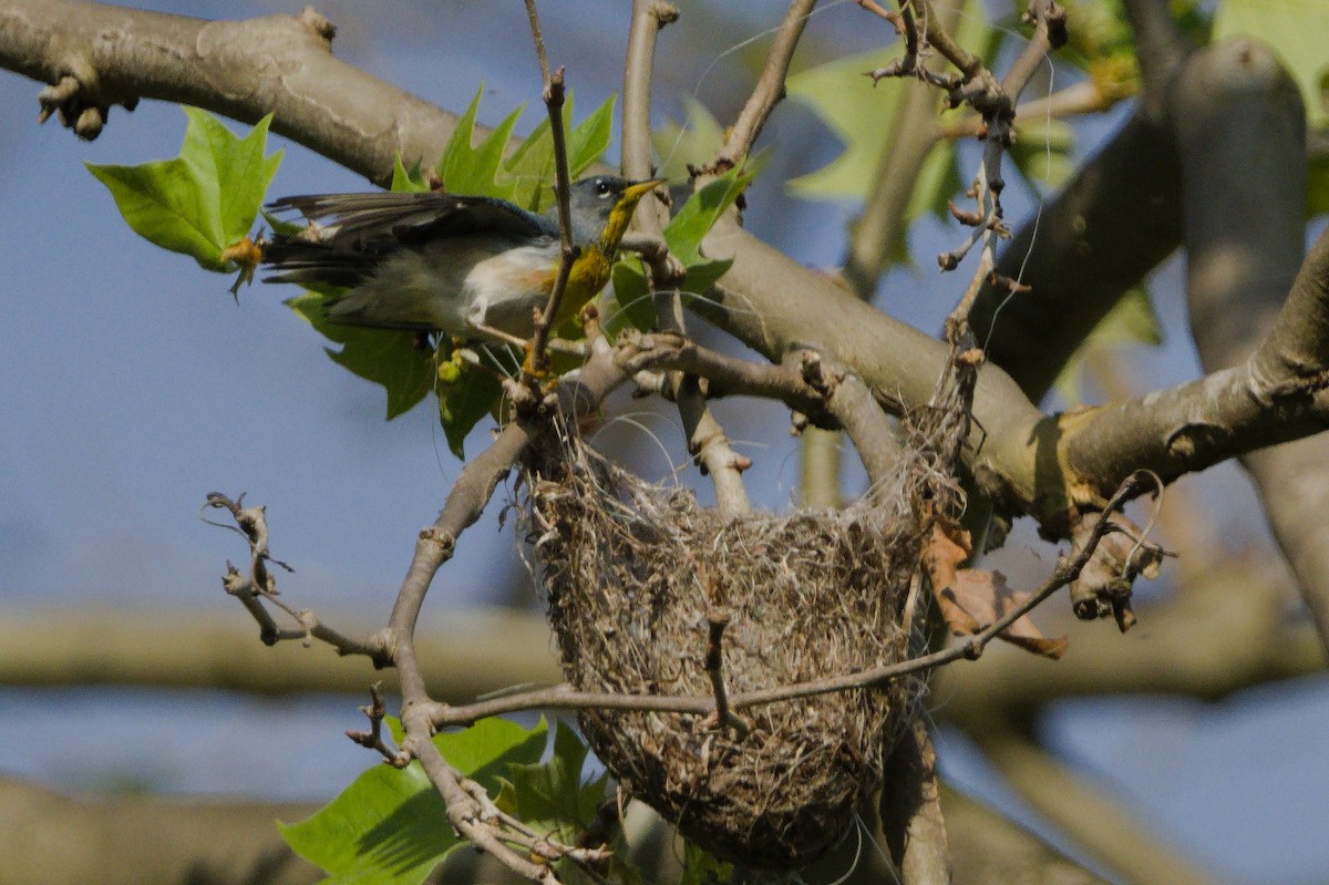 Northern Parula - ML639773337