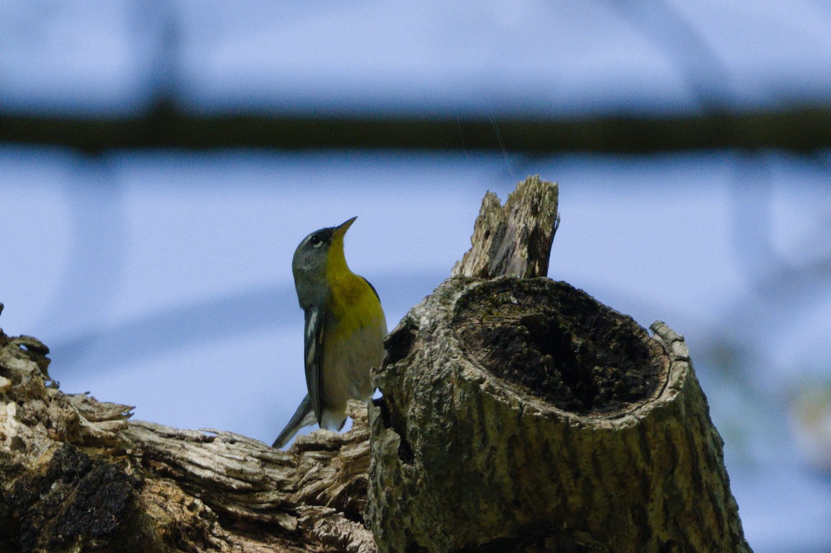 Northern Parula - ML639773339