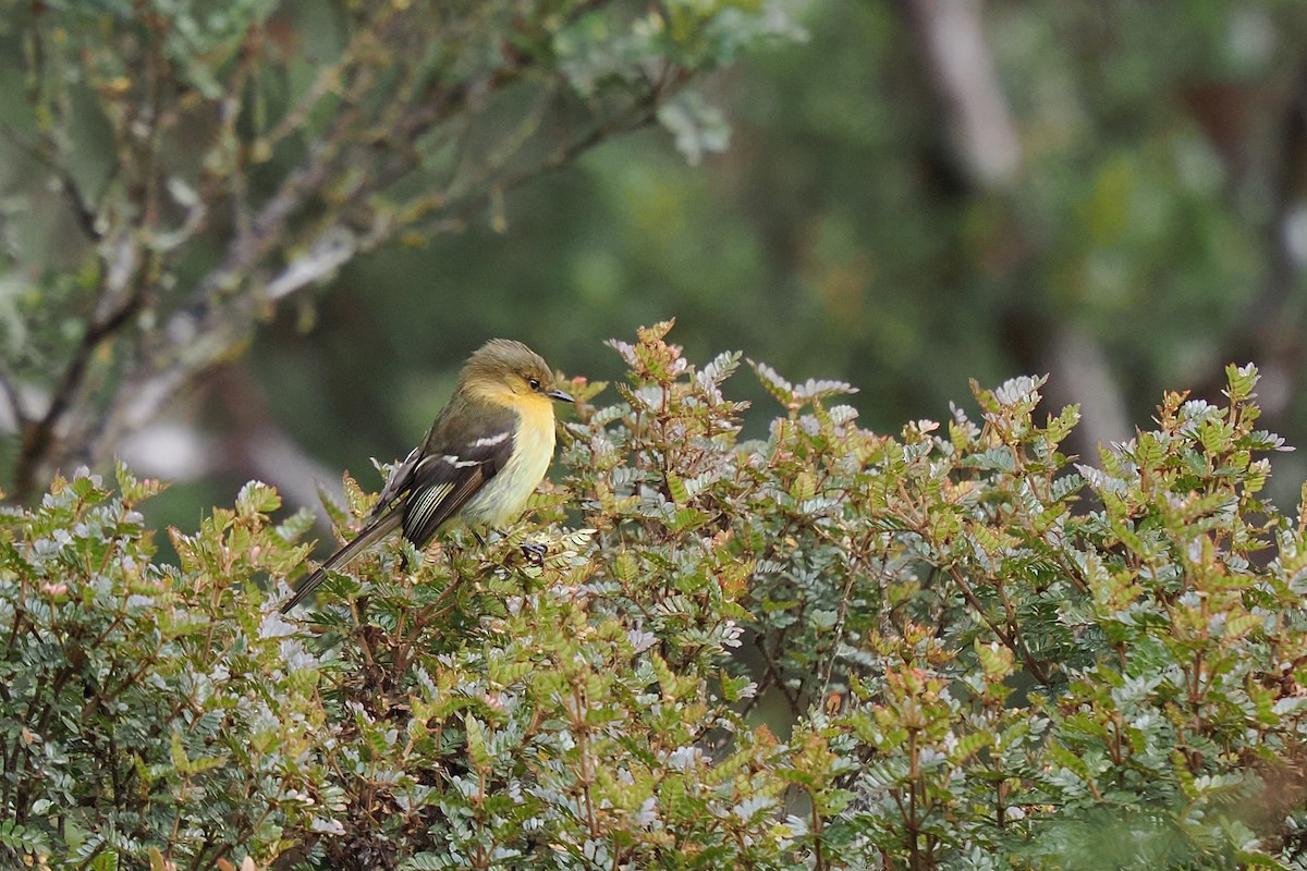 Ochraceous-breasted Flycatcher - ML639773399