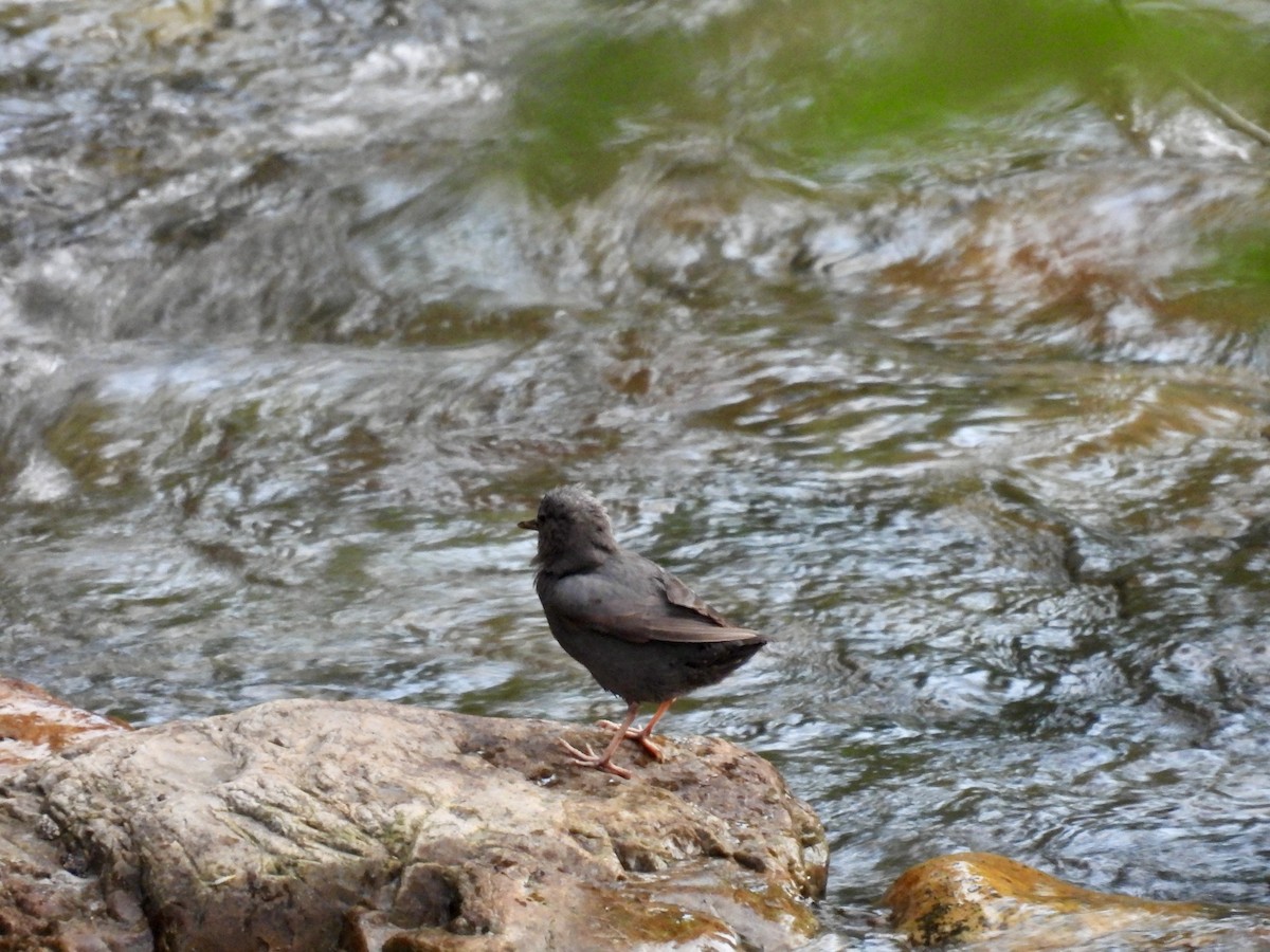 American Dipper - ML639773405