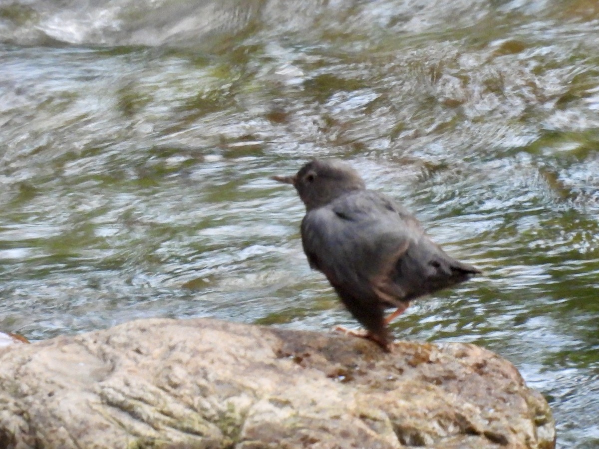 American Dipper - ML639773407