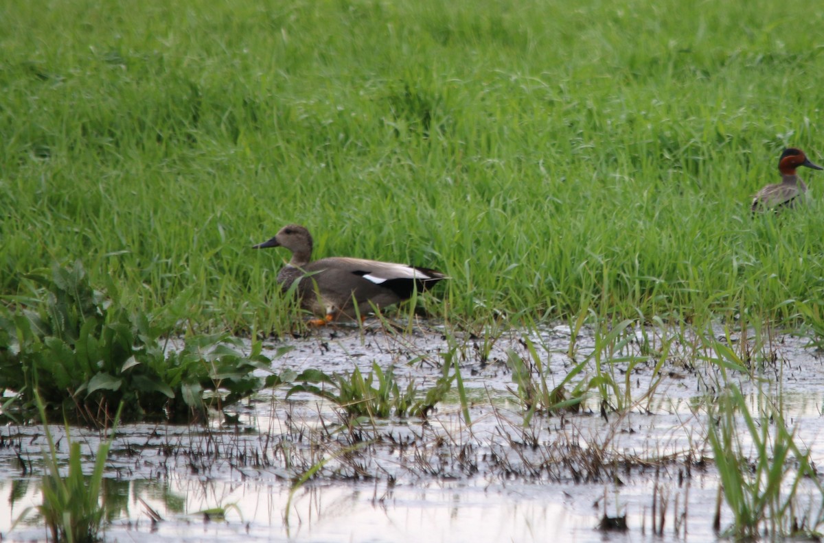Gadwall - ML639773435
