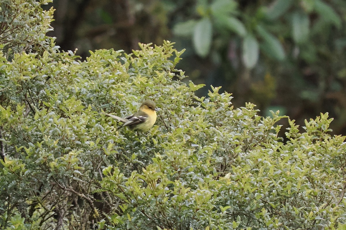 Ochraceous-breasted Flycatcher - ML639773436