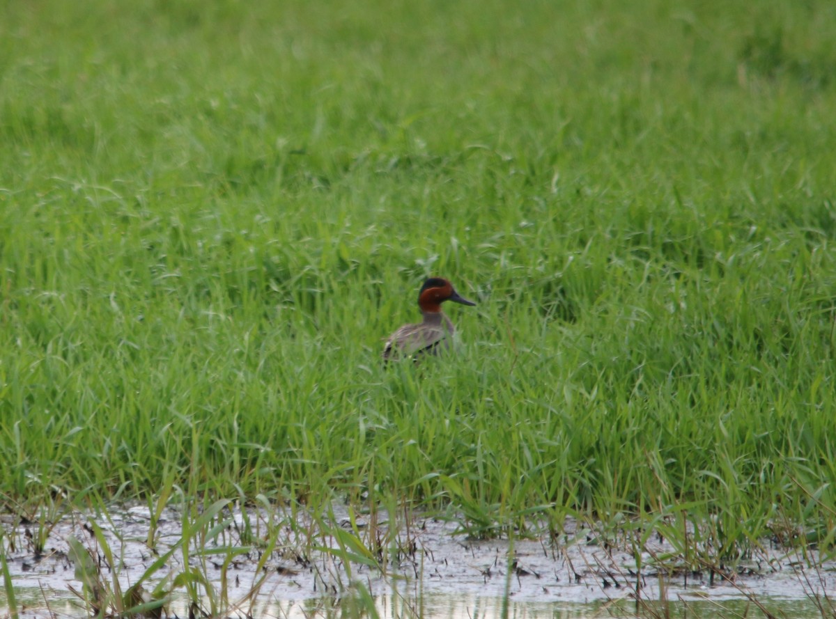 Çamurcun - ML639773448