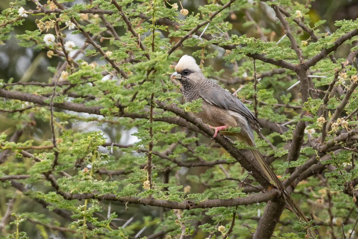 White-headed Mousebird - ML639773450
