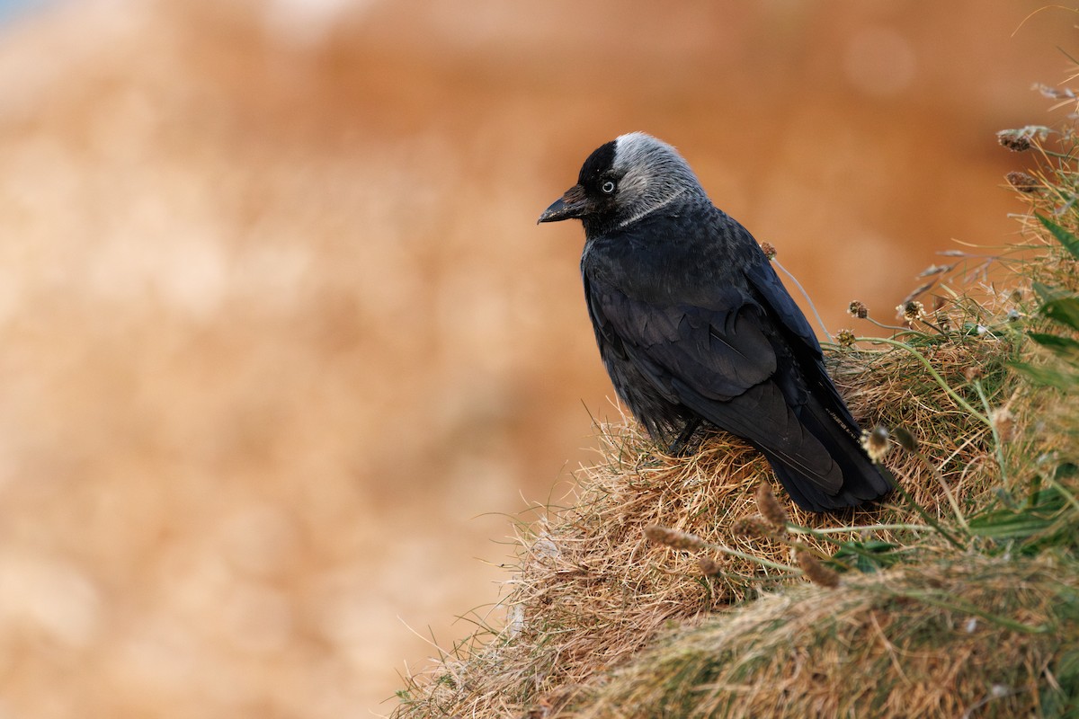 Eurasian Jackdaw - ML639773468