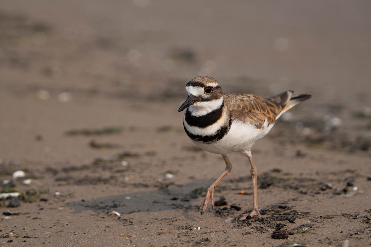 Killdeer - ML639773475