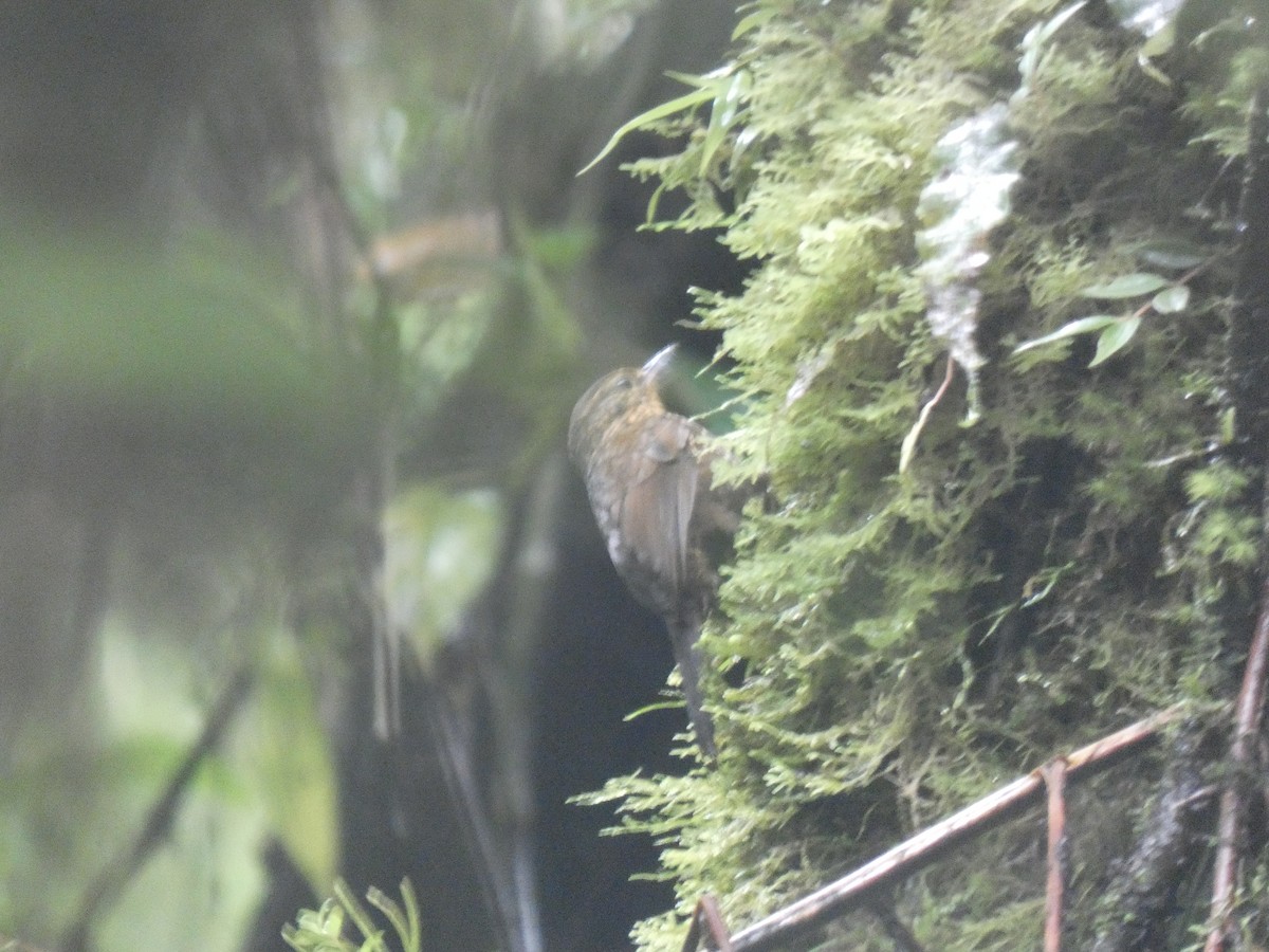 Spotted Barbtail - ML639773580