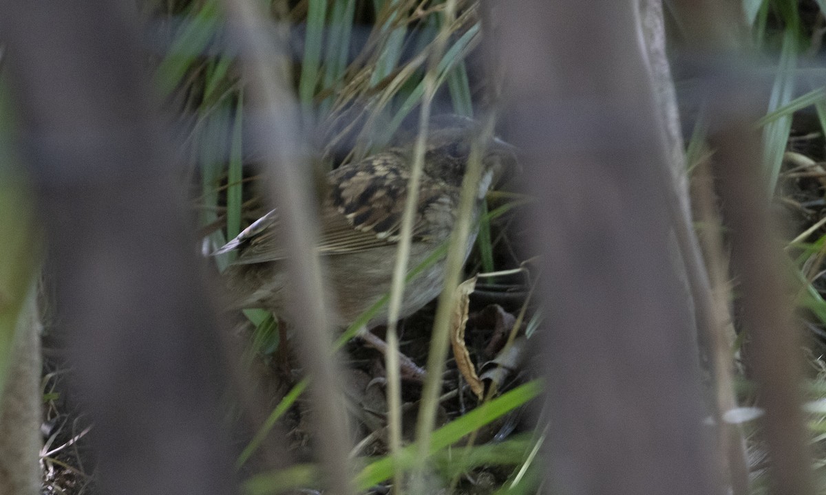 White-throated Sparrow - ML639773661