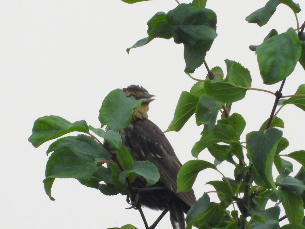 Red-winged Blackbird - ML639773752