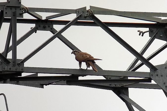 Saker Falcon - ML639773832