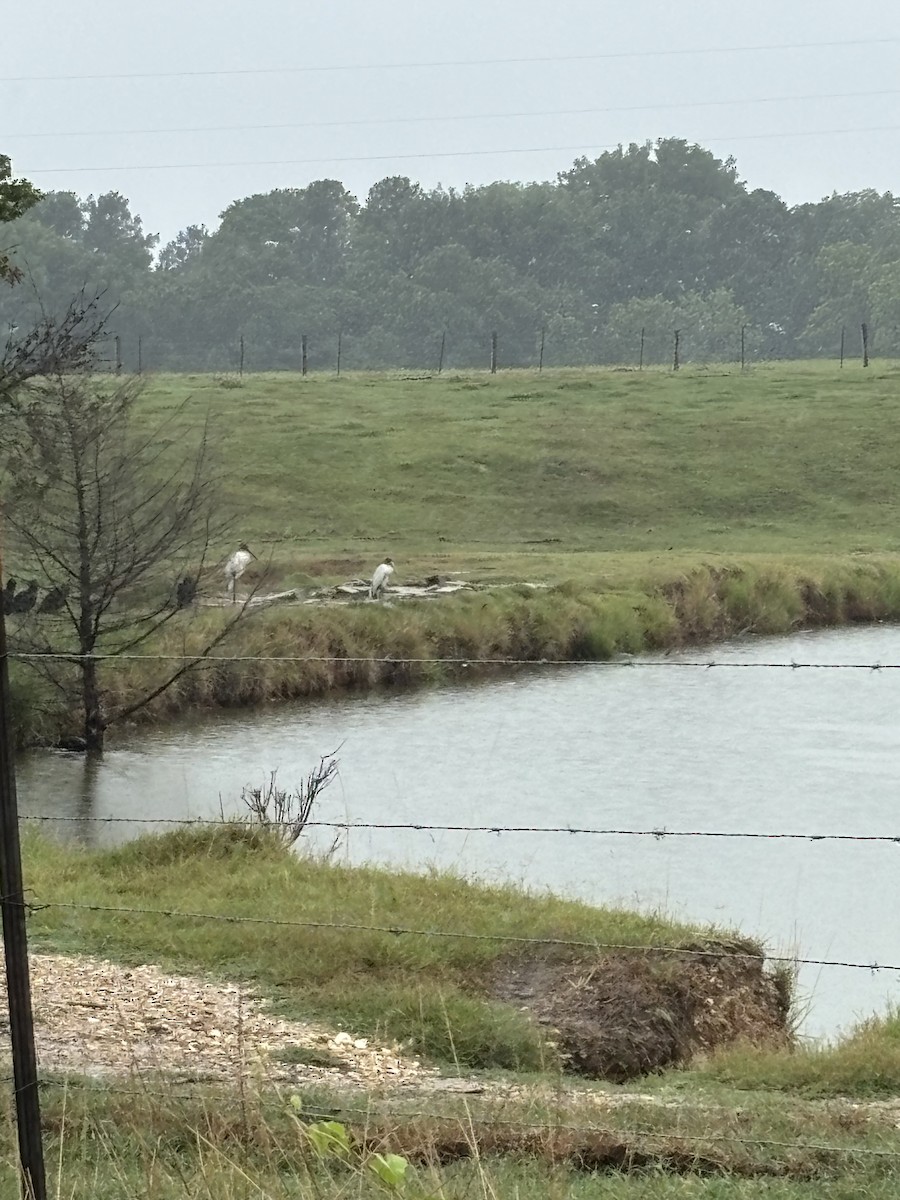 Wood Stork - ML639773839