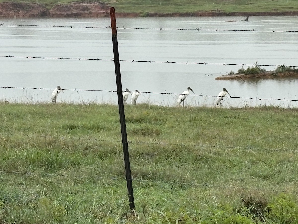 Wood Stork - ML639773840