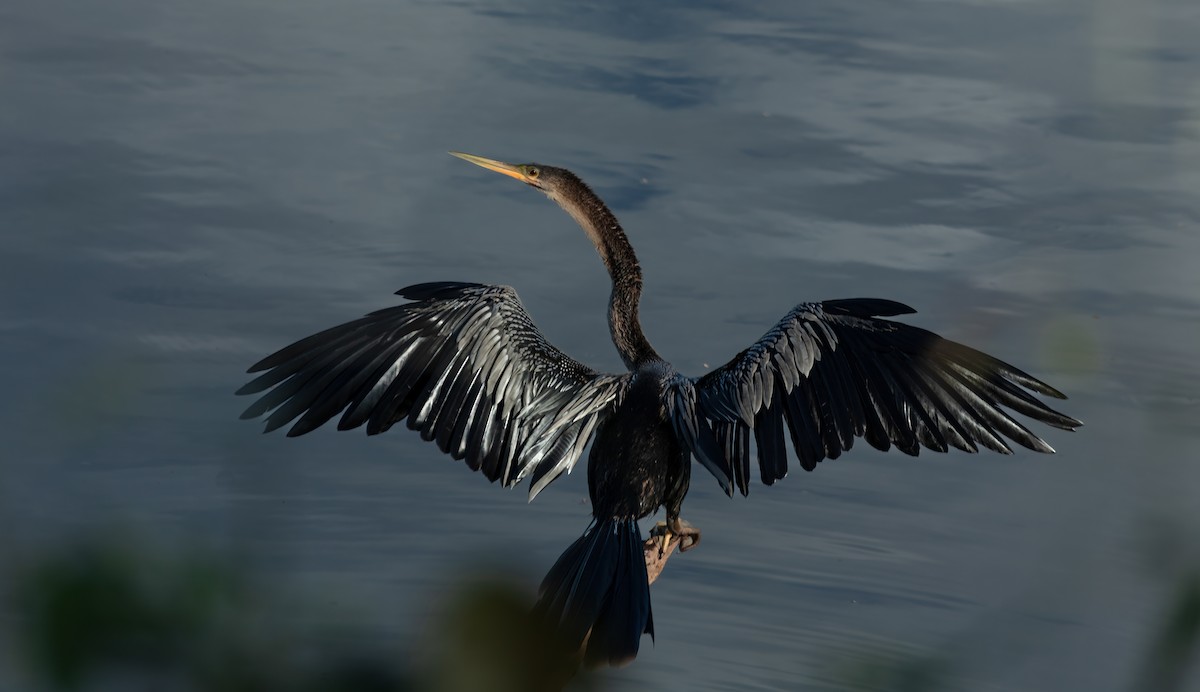 Anhinga - ML639773854