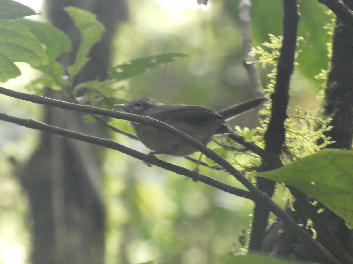 Costa Rican Warbler - ML639773855