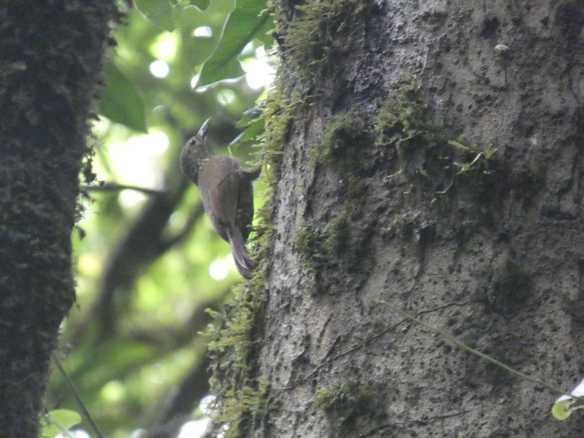 Spotted Woodcreeper - ML639773895