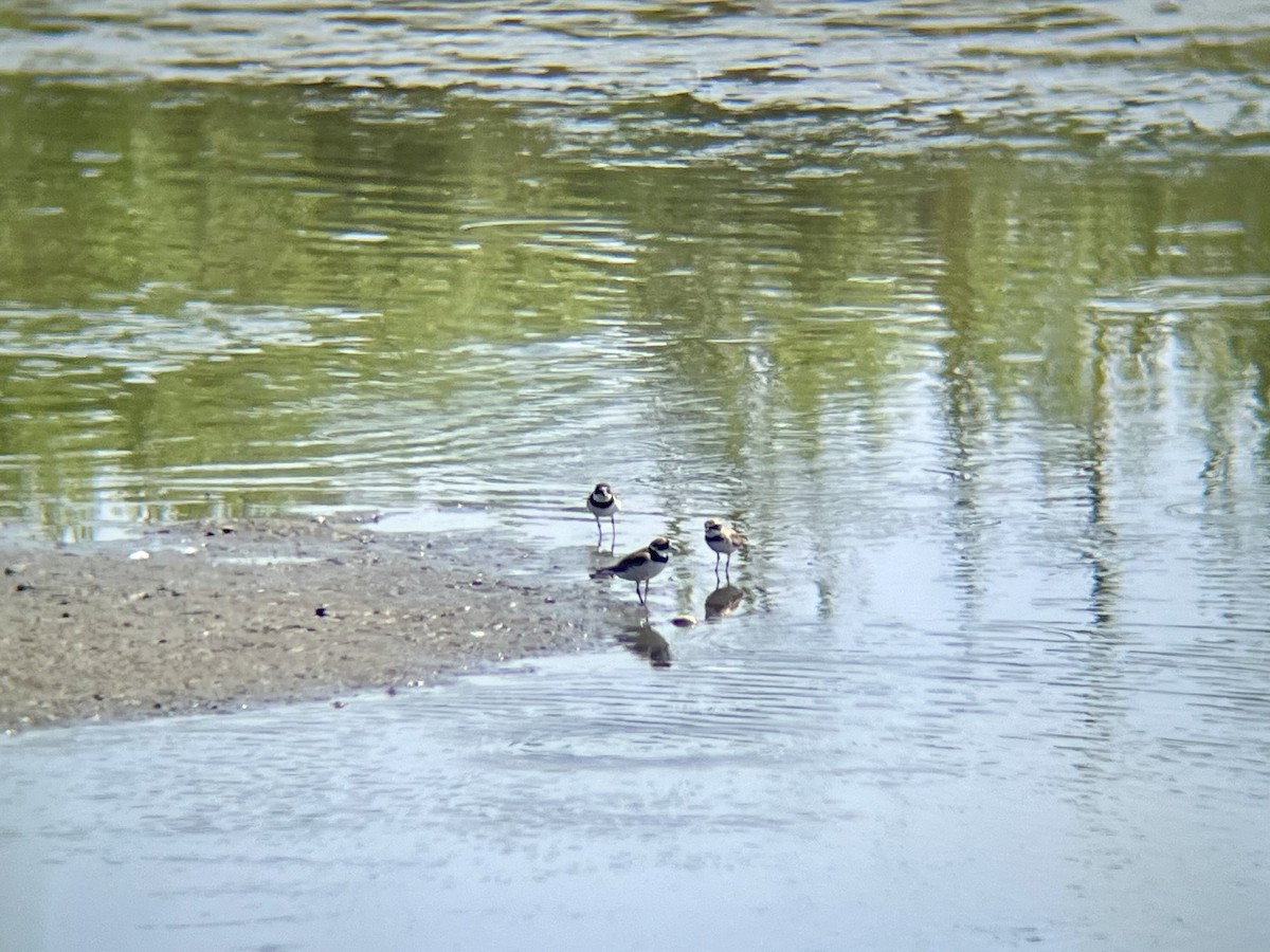 Semipalmated Plover - ML639773924