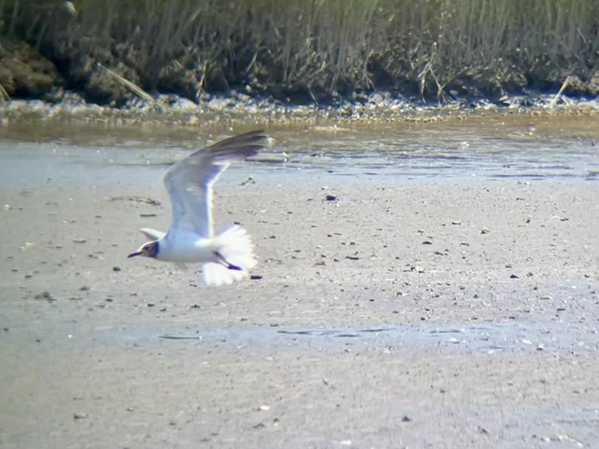 Laughing Gull - ML639773937