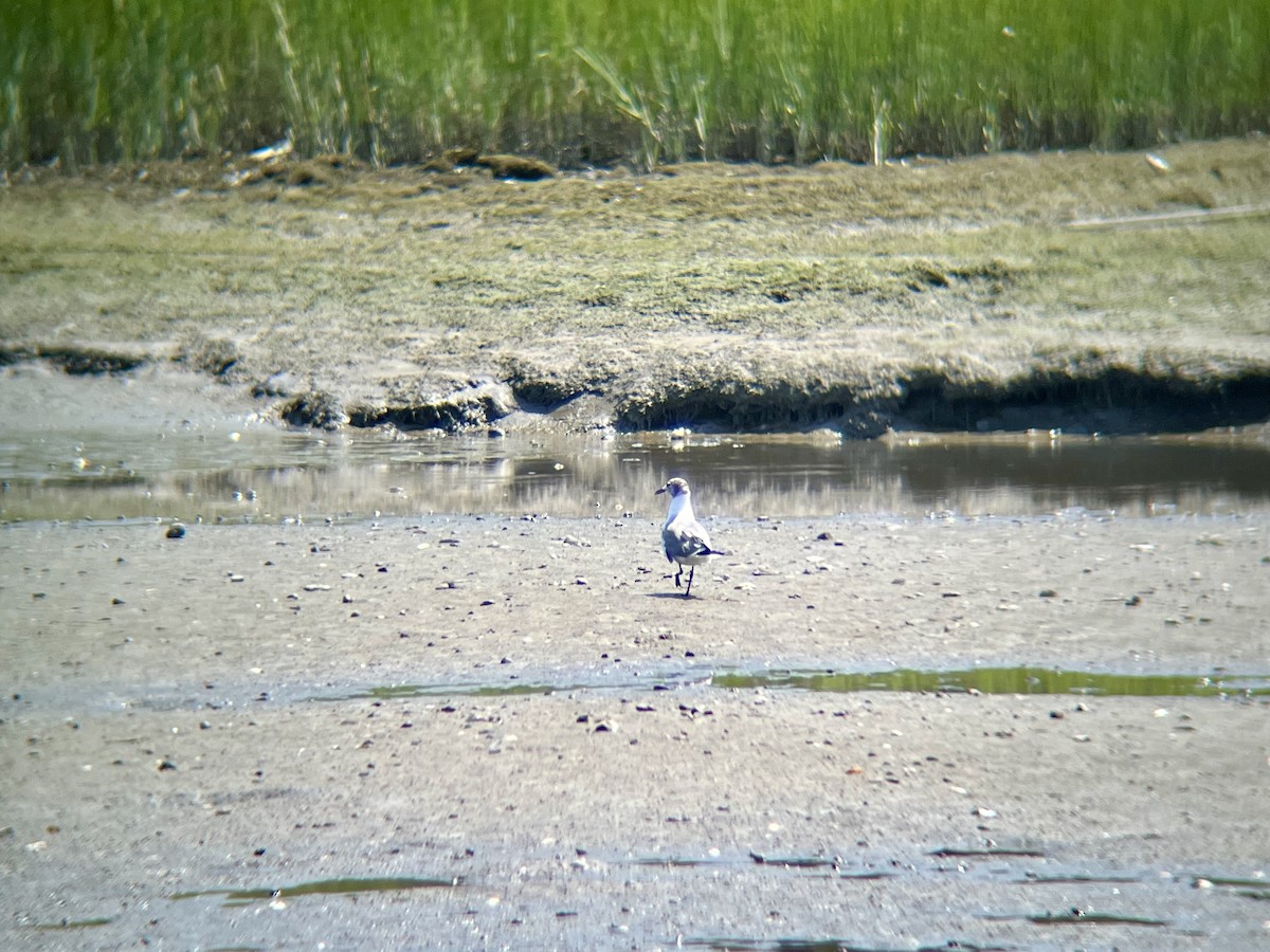 Laughing Gull - ML639773938