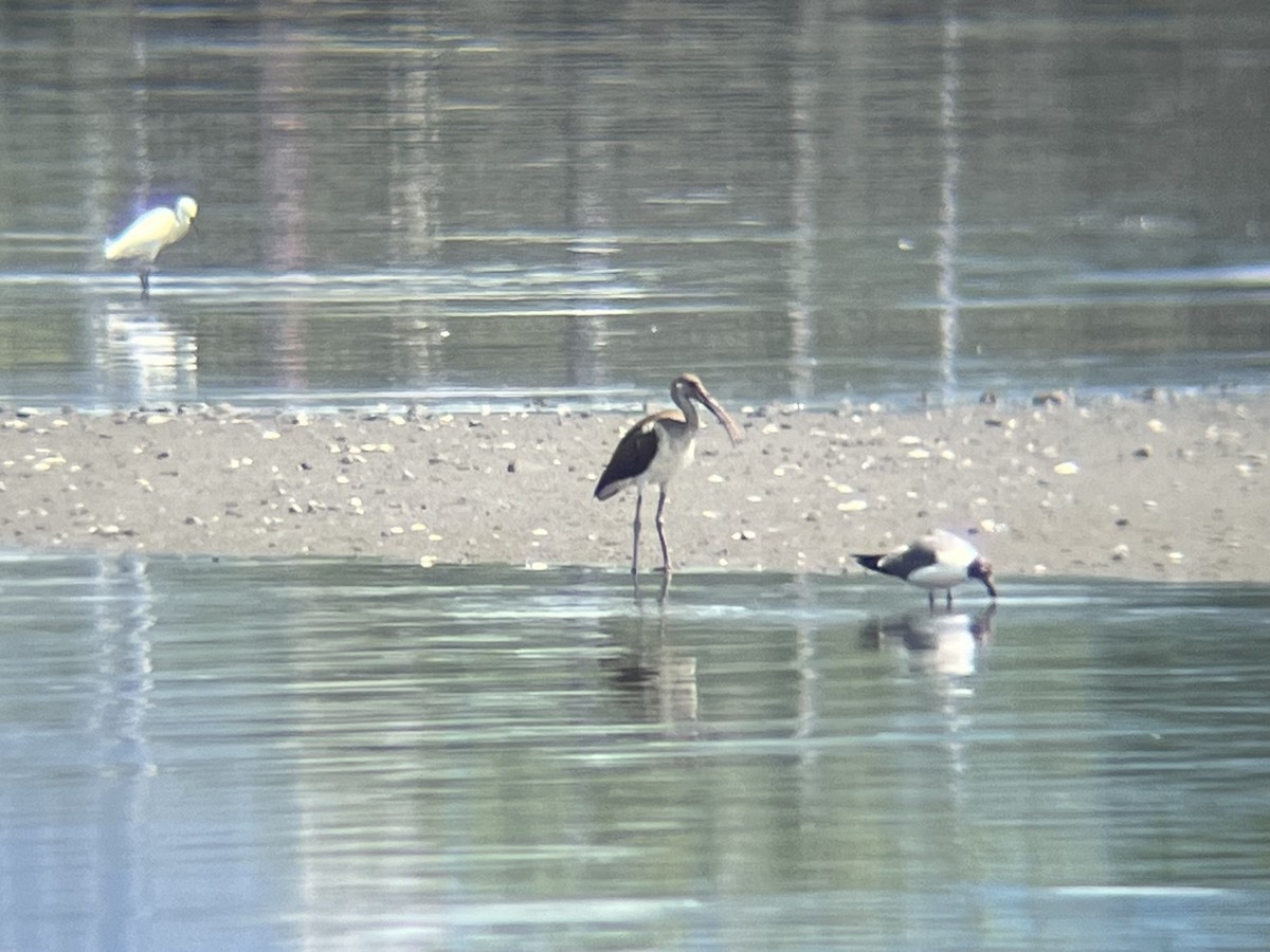 White Ibis - ML639773945