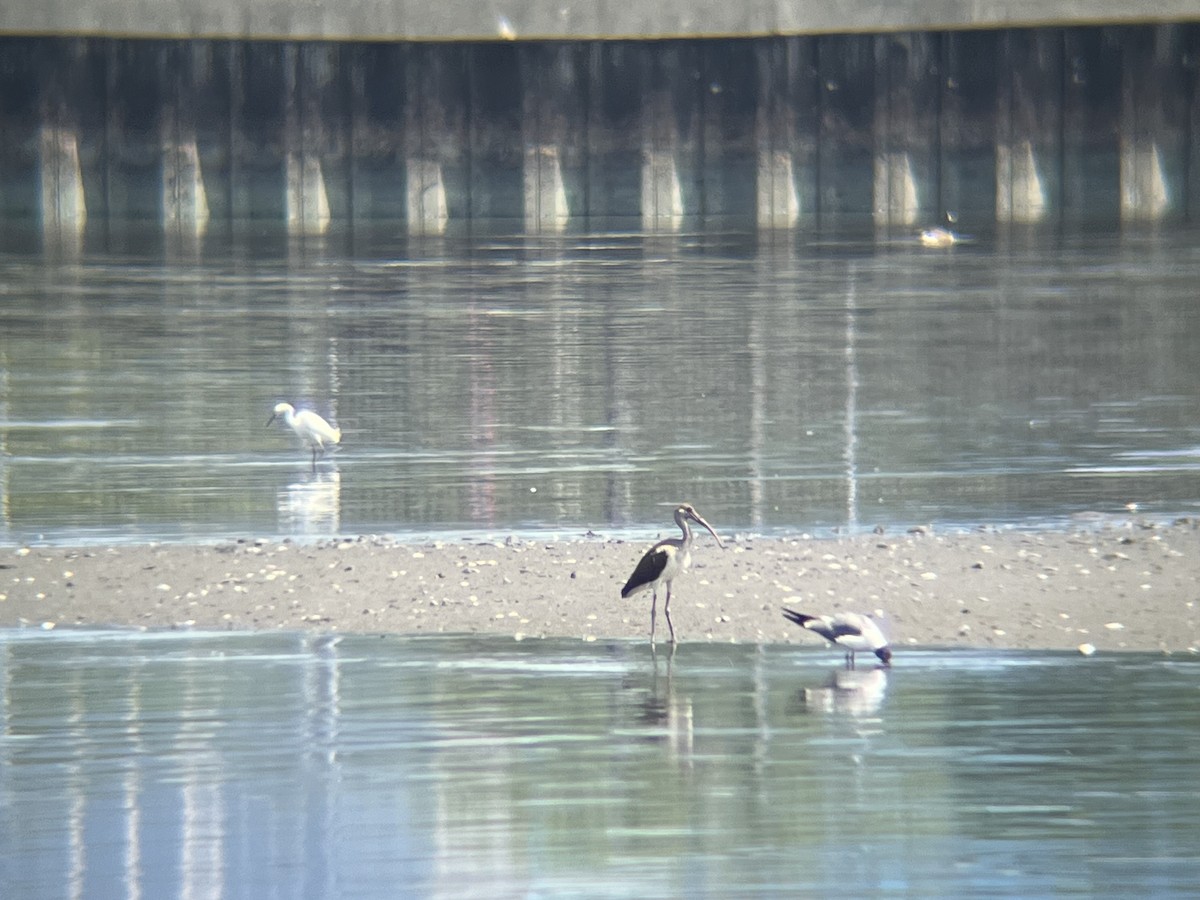White Ibis - ML639773946