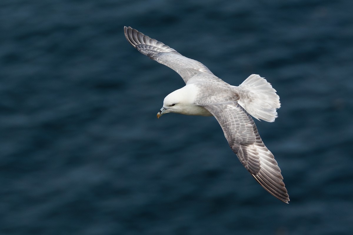 Northern Fulmar - ML639773964