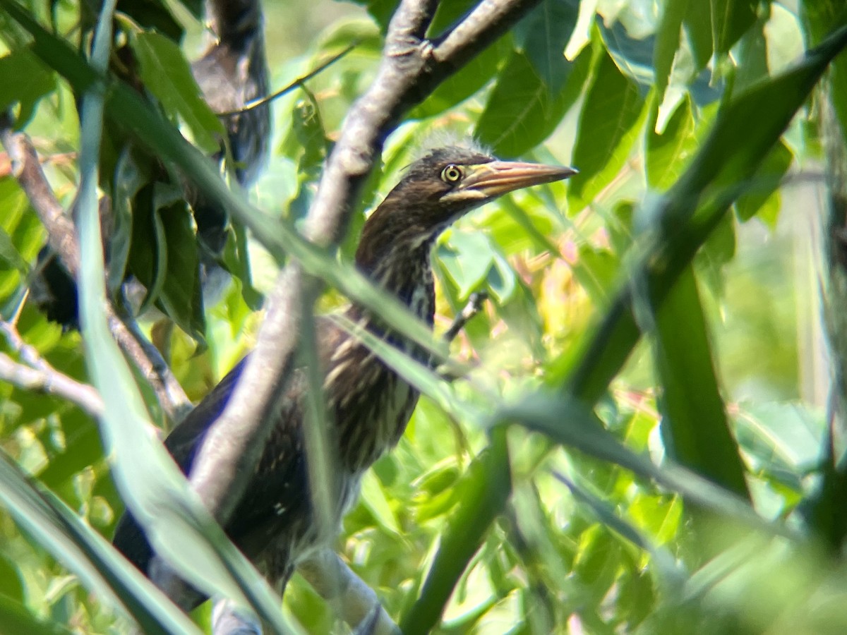 Green Heron - ML639773965