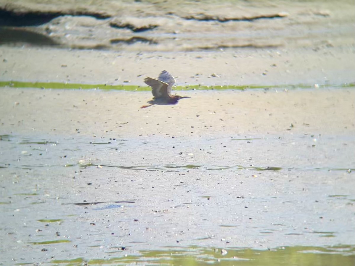 Green Heron - ML639773966