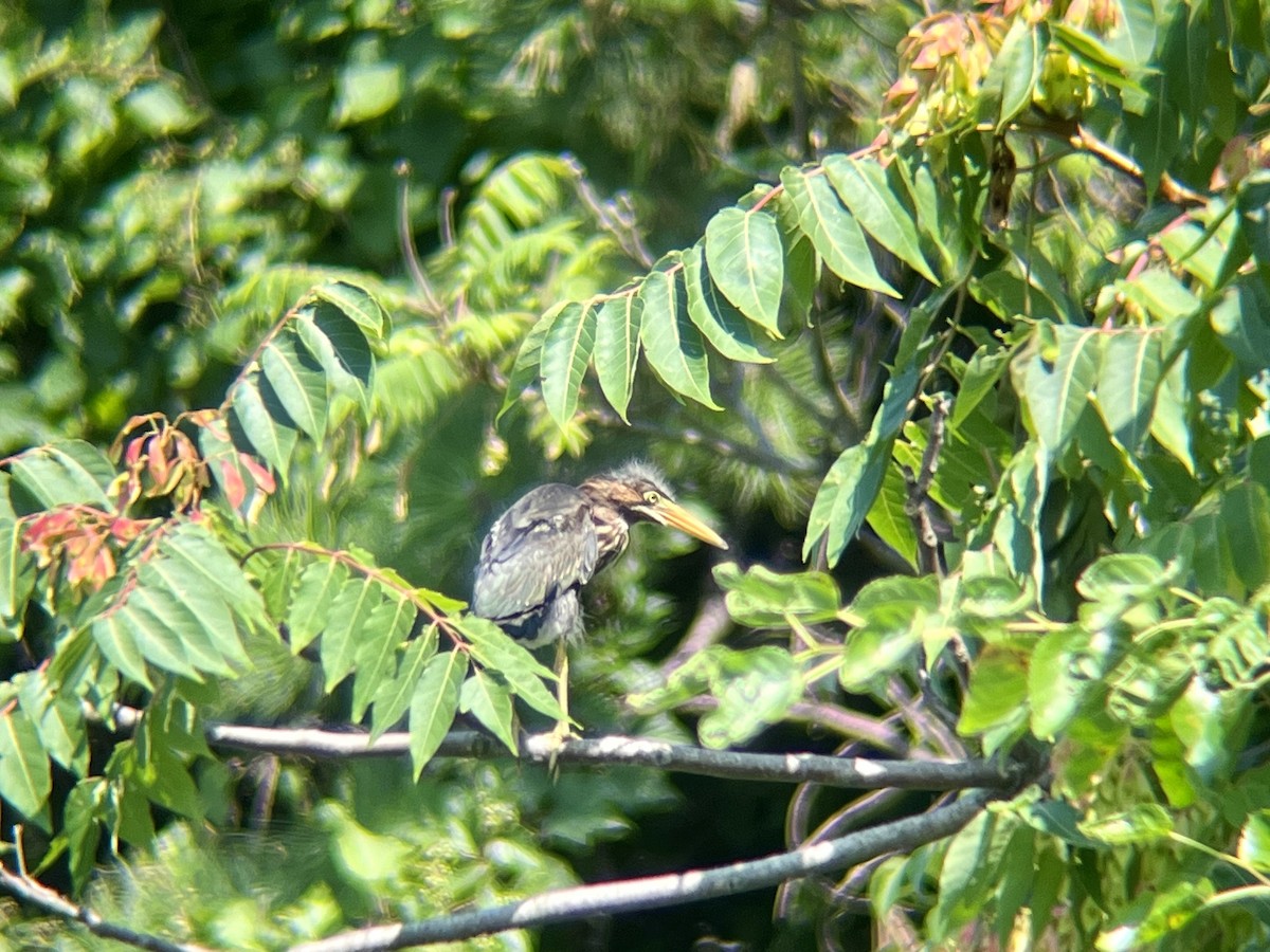 Green Heron - ML639773967