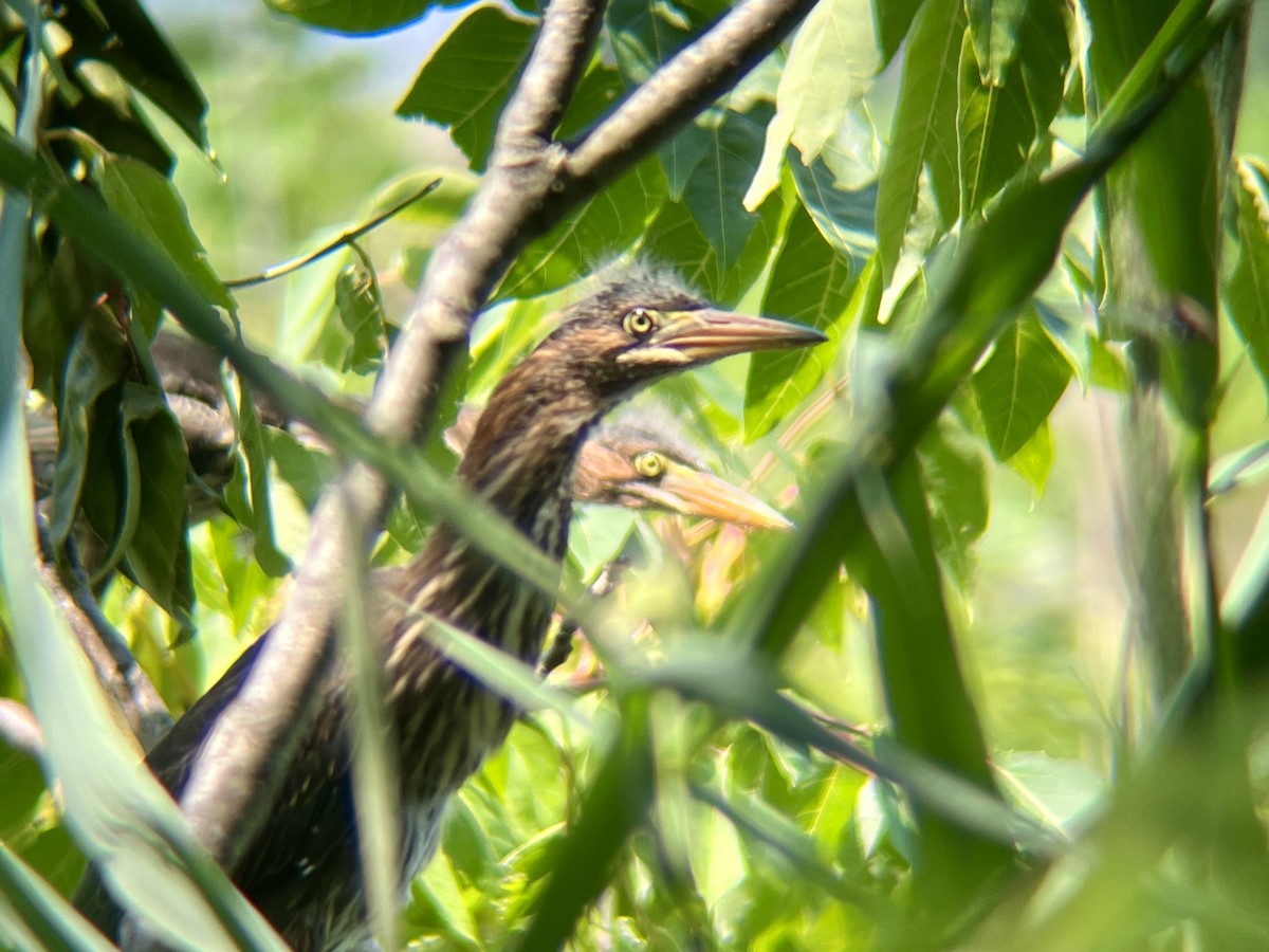 Green Heron - ML639773969