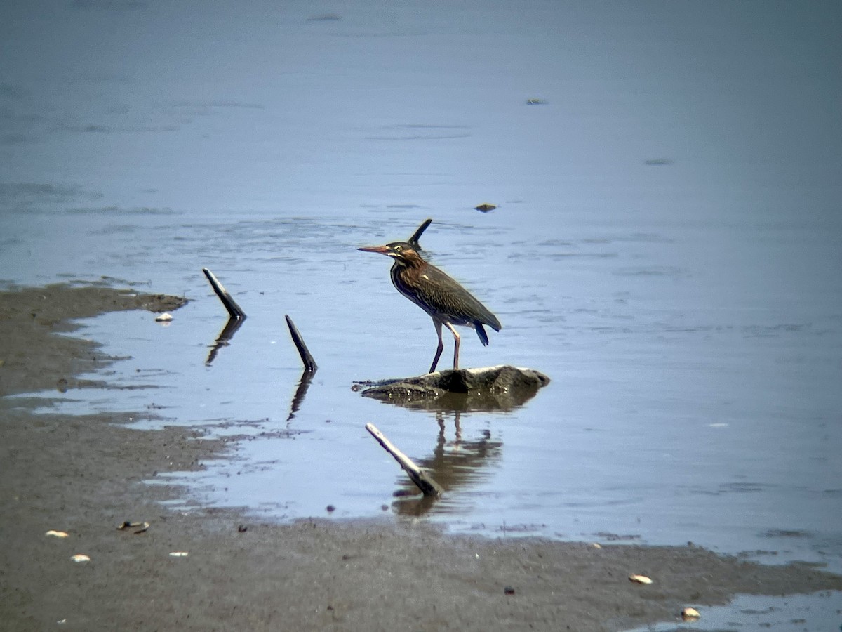 Green Heron - ML639773970