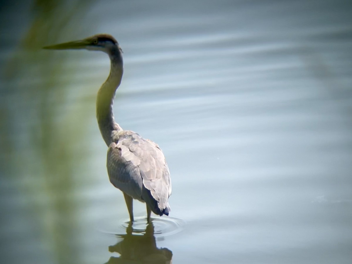 Great Blue Heron - ML639773977
