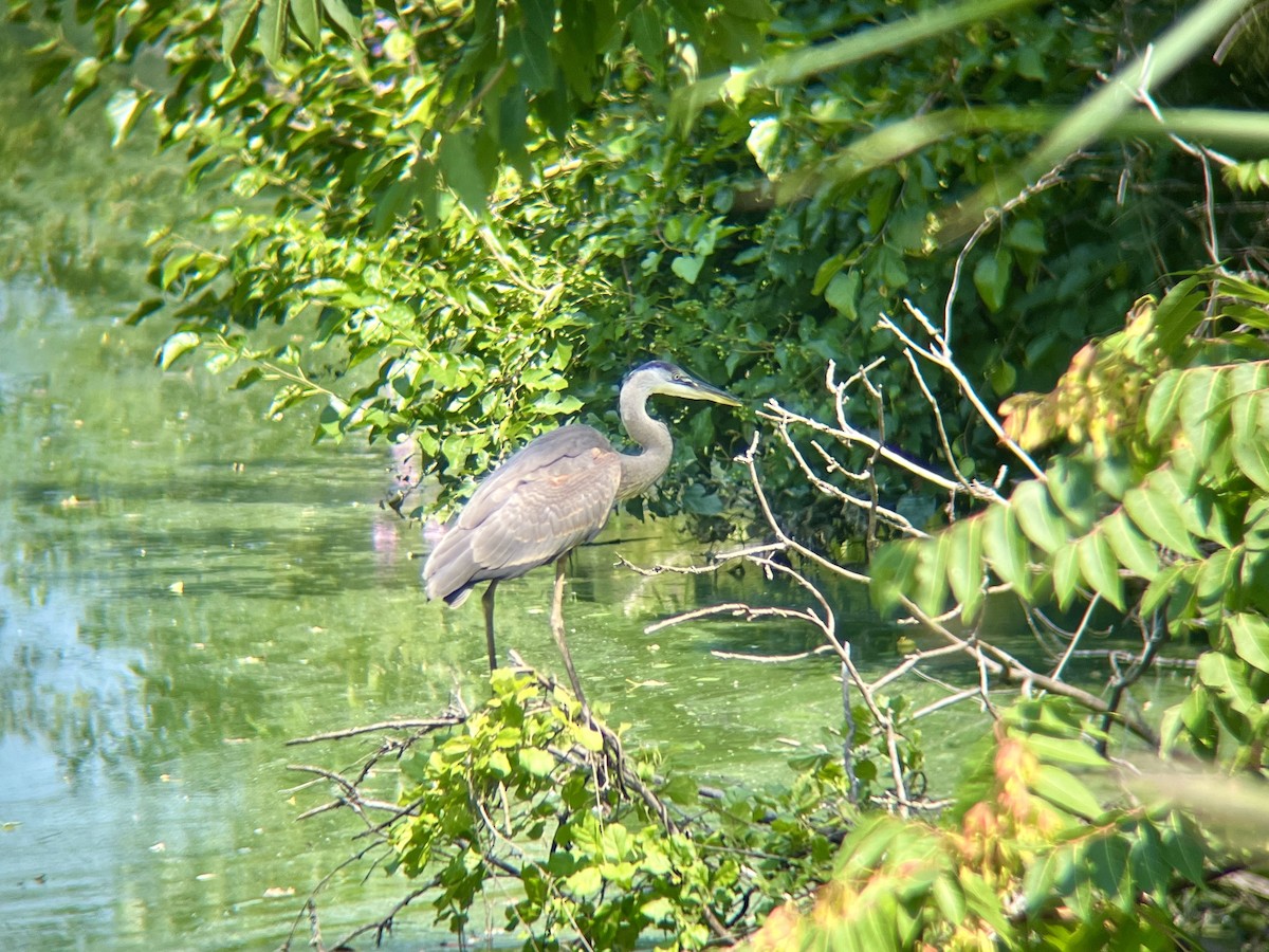 Great Blue Heron - ML639773978