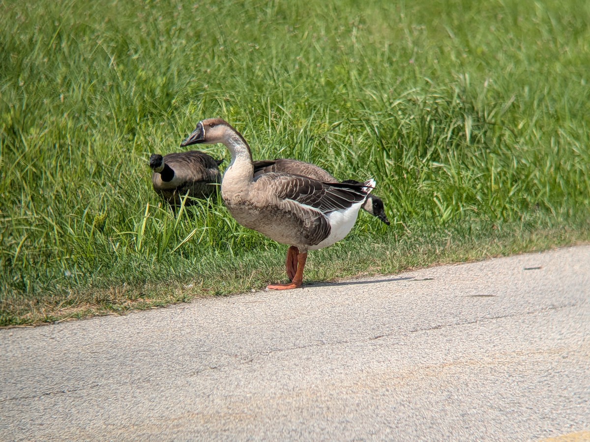Oca cigno (domestica) - ML639774023