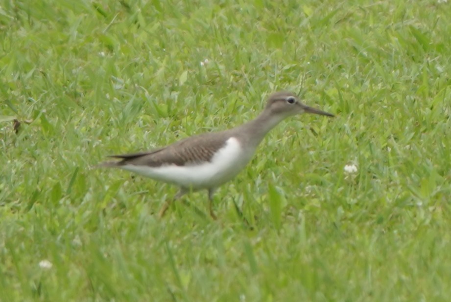 Spotted Sandpiper - ML639774080