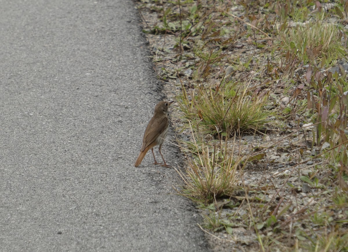 Hermit Thrush - ML639774083