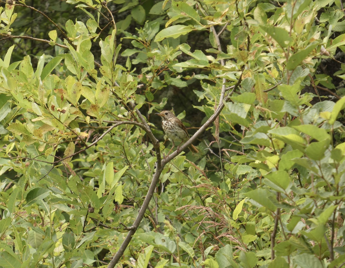 Hermit Thrush - ML639774084