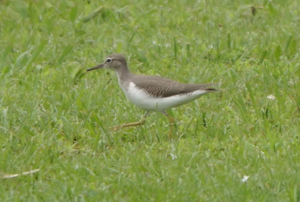 Spotted Sandpiper - ML639774093