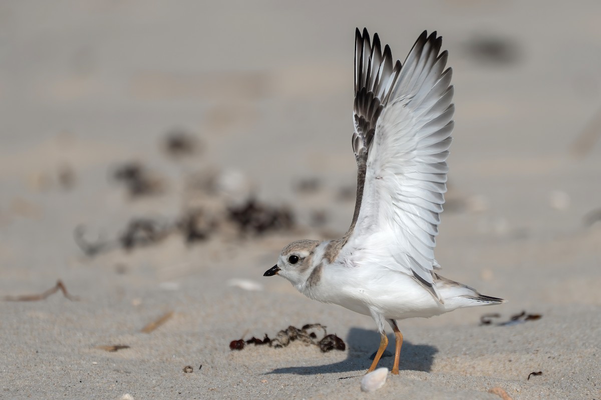 Piping Plover - ML639774101