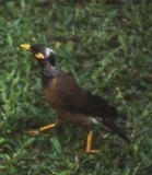 Common Myna - ML639774138