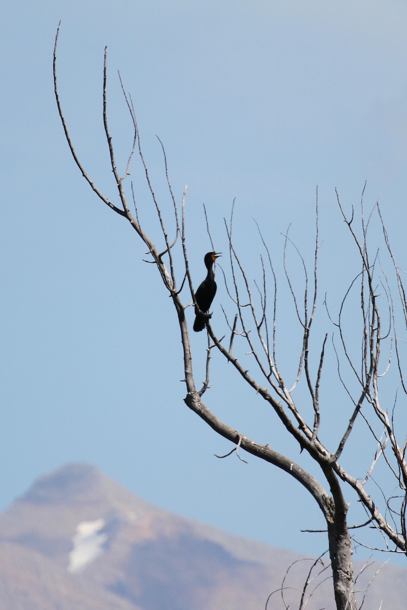 Double-crested Cormorant - ML639774202