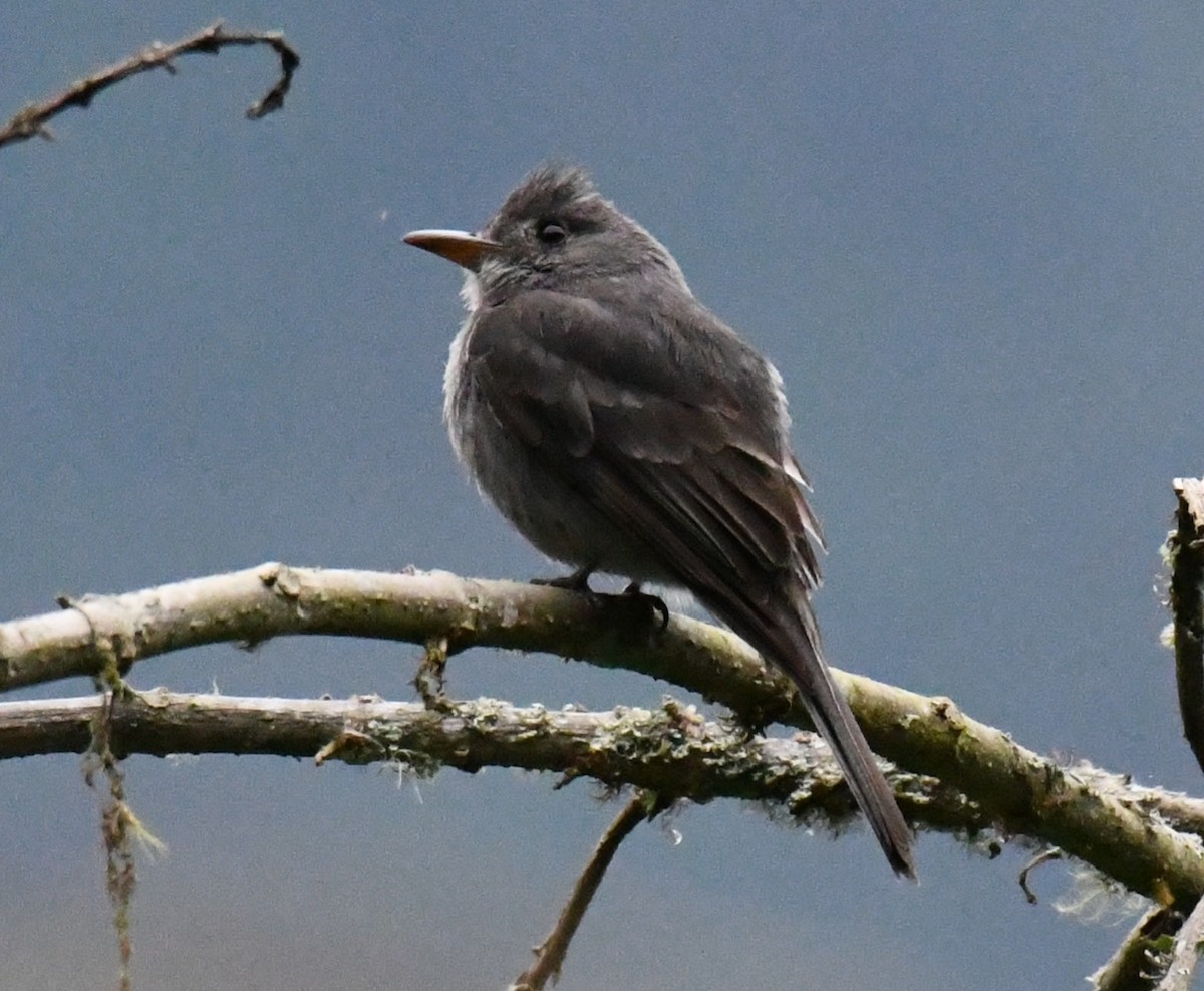 Smoke-colored Pewee - ML639774265