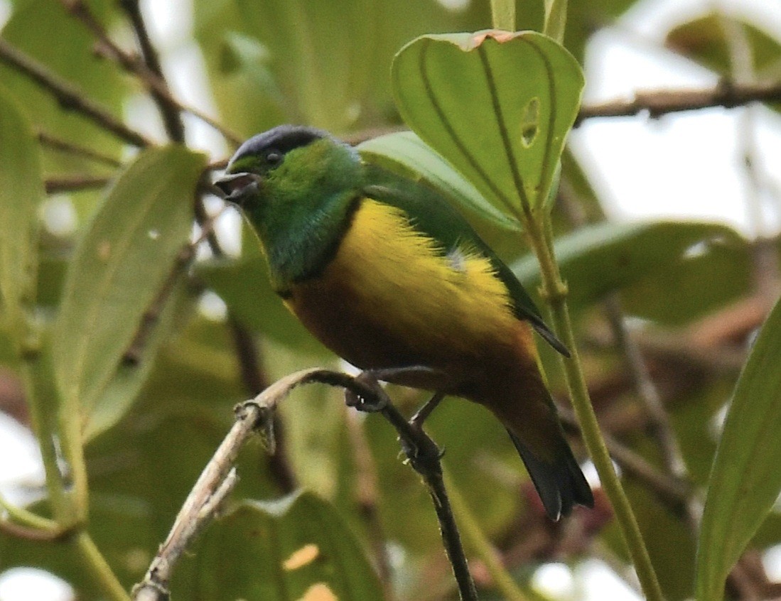 Chestnut-breasted Chlorophonia - ML639774277