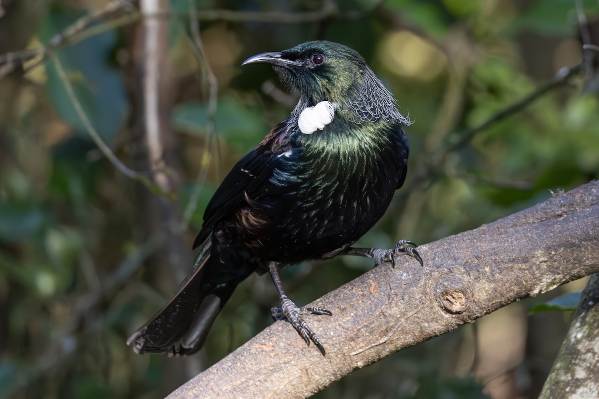 Tui - ML639774339